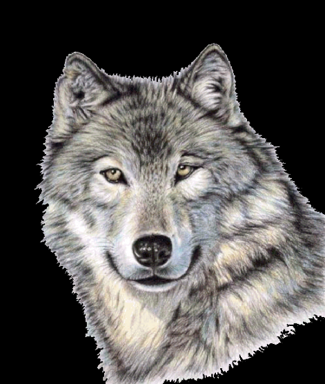 wolf-transparent2-521x615.png